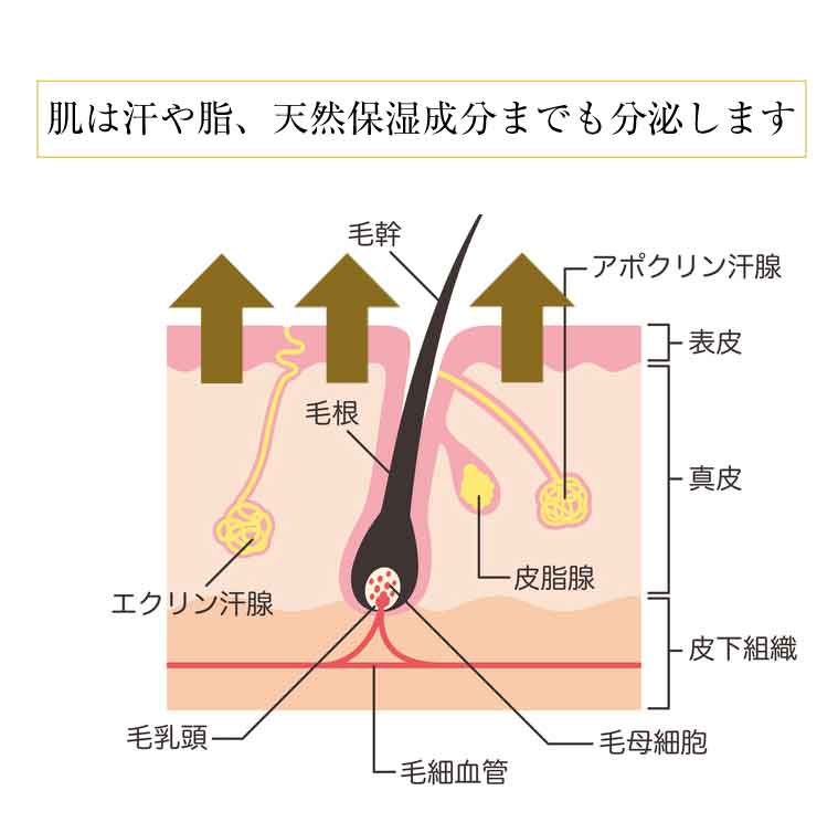 肌は排泄器官。その特徴を踏まえた洗顔