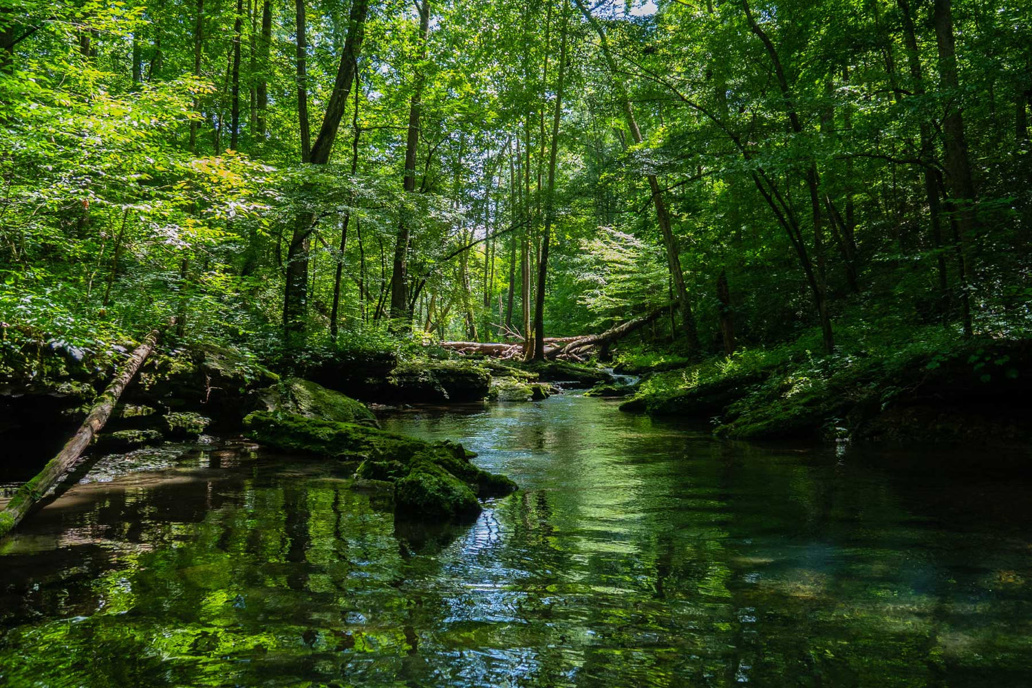 植物シリカとフルボ酸の恩恵。水の画像